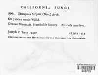 Uromyces silphii image